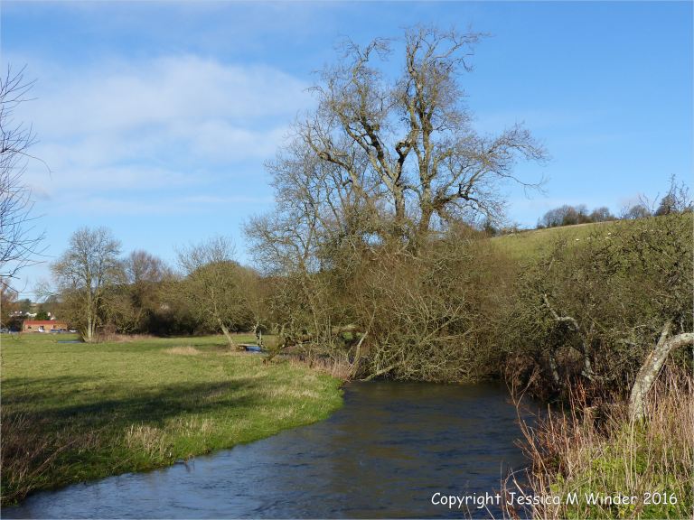 A small tree leans precariously over the swollen River Cerne