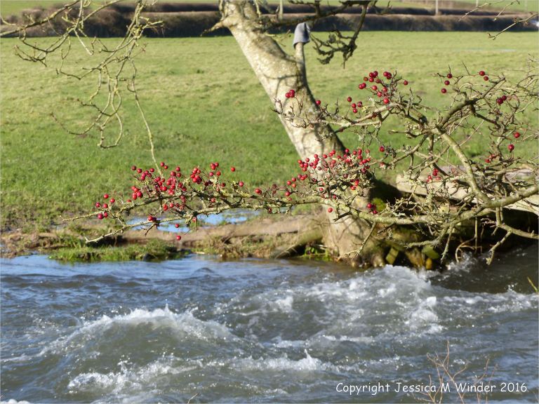 The swollen river water gushes out downstream of a footbridge