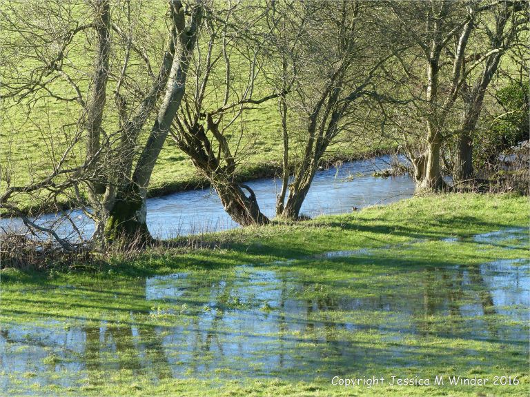 Bankside trees reflected in flood waters in sheep pasture