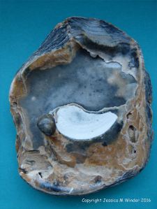 Oyster shell with attached pearl