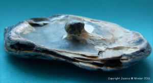 Oyster shell with attached pearl