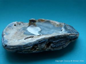 Oyster shell with attached pearl