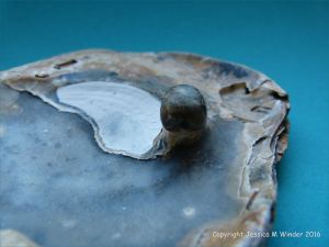 Oyster shell with attached pearl