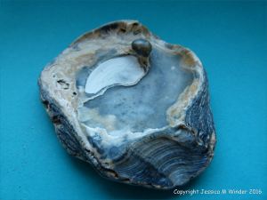 Oyster shell with attached pearl