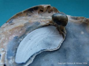 Oyster shell with attached pearl