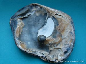 Oyster shell with attached pearl