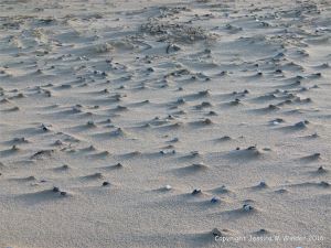 Wind sculpted dry sand with seashells