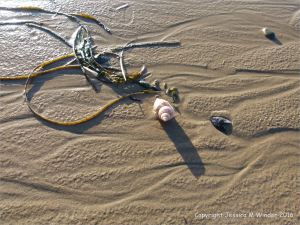 Dendritic patterns in wet sand with seaweed and shells