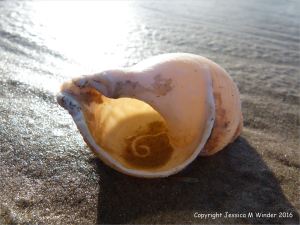 Sun shining through a common whelk shell on the beach