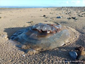Barrel jellyfish washed up on a sandy beach