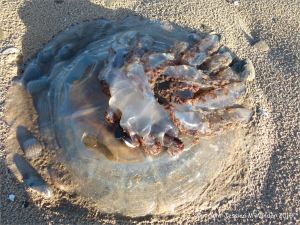 Barrel mouthed jellyfish (Rhizostoma octopus) washed up on the beach
