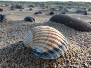 Cockle shell close up on the sand
