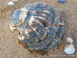 Old oyster shell washed up on the beach