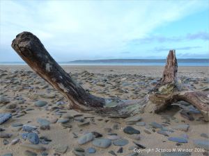 Driftwood with pebbles on the beach