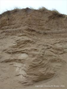 Sand dune erosion at Whiteford Sands on the north Gower coast in South Wales