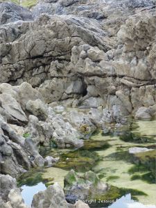 Carboniferous limestone rock formation at Langland Bay