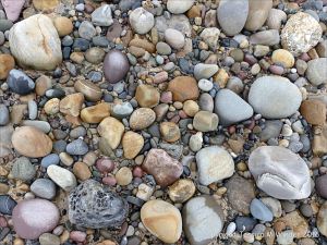 Pebbles from Carboniferous Period rocks at Langland Bay