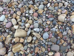 Pebbles from Carboniferous Period rocks at Langland Bay