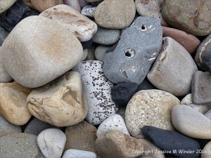 Pebbles from Carboniferous Period rocks at Langland Bay