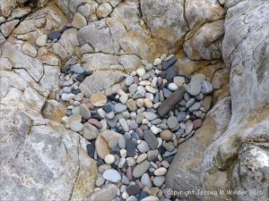 Pebbles from Carboniferous Period rocks at Langland Bay