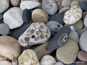 Pebbles from Carboniferous Period rocks at Langland Bay