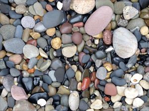 Pebbles from Carboniferous Period rocks at Langland Bay