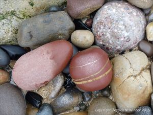 Pebbles from Carboniferous Period rocks at Langland Bay