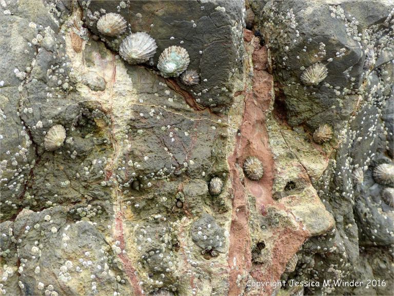 Texture and natural pattern in Climestone