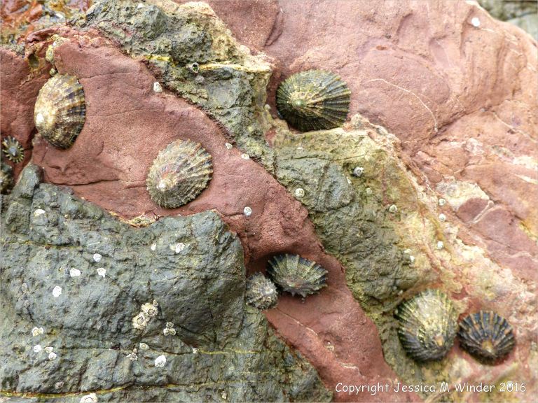 Texture and natural pattern in Texture and natural pattern in sedimentary rock