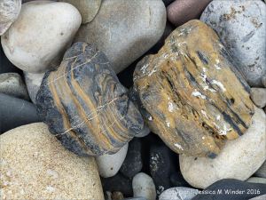 Pebbles from Carboniferous Period rocks at Langland Bay