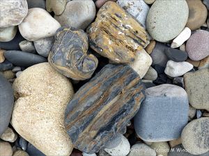 Pebbles from Carboniferous Period rocks at Langland Bay