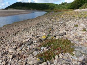 Lichens and flowering plants colonising The Pennard Pill stony riverbank at Threecliff Bay