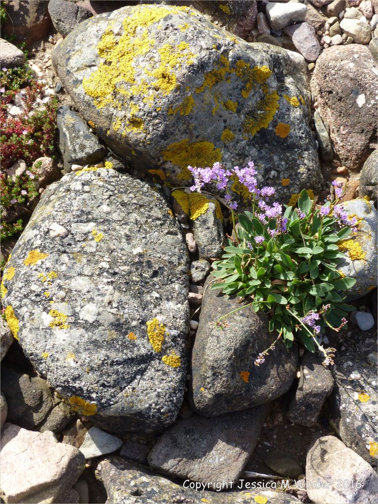 Sea Lavender on lichen covered stones of the river bank at Three Cliffs Bay