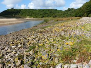 Lichens and flowering plants colonising The Pennard Pill stony riverbank at Threecliff Bay