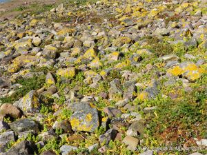 Lichens and flowering plants colonising The Pennard Pill stony riverbank at Threecliff Bay