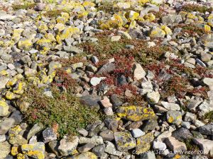 Lichens and flowering plants colonising The Pennard Pill stony riverbank at Threecliff Bay