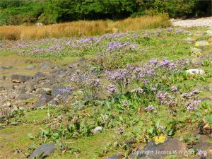 Lichens and flowering plants including Sea Lavender colonising The Pennard Pill stony riverbank at Threecliff Bay