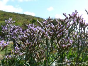 Sea Lavender on the stony west bank of Pennard Pill at Three Cliffs Bay in Gower.