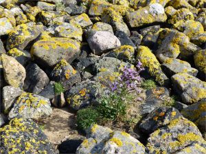Sea Lavender growing among lichen covered stones on the west bank of Pennard Pill at Threecliff Bay, Gower.