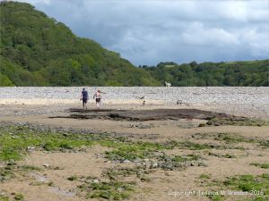 Ancient peat bed at Threecliff Bay in Gower, South Wales