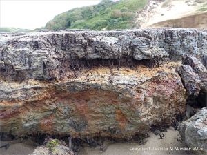 Ancient peat bed at Threecliff Bay in Gower, South Wales