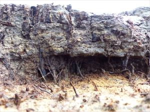 Ancient peat bed at Threecliff Bay in Gower, South Wales