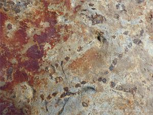 Ancient peat bed at Threecliff Bay in Gower, South Wales
