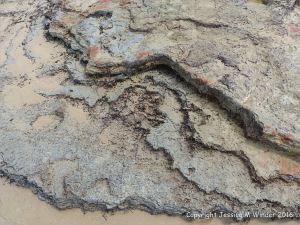 Ancient peat bed at Threecliff Bay in Gower, South Wales