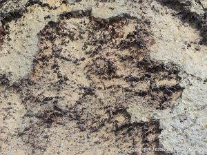 Ancient peat bed at Threecliff Bay in Gower, South Wales