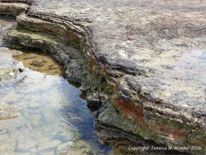 Ancient peat bed at Threecliff Bay in Gower, South Wales