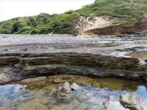 Ancient peat bed at Threecliff Bay in Gower, South Wales