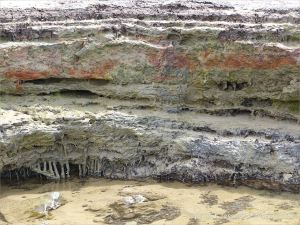 Ancient peat bed at Threecliff Bay in Gower, South Wales