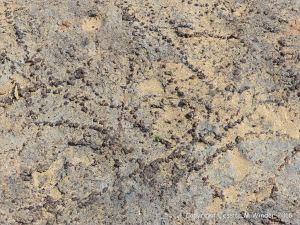 Ancient peat bed at Threecliff Bay in Gower, South Wales