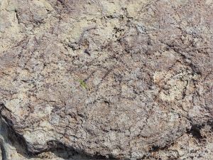 Ancient peat bed at Threecliff Bay in Gower, South Wales